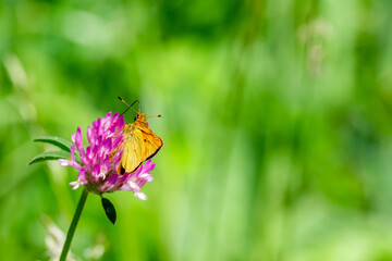 Close up of orange moth or orange butterfly feeding on the pollen from a pink wildflower