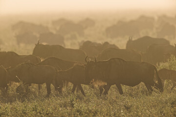 Wildebeest migration in heavy morning fog Serengeti National Park Tanzania Gnu