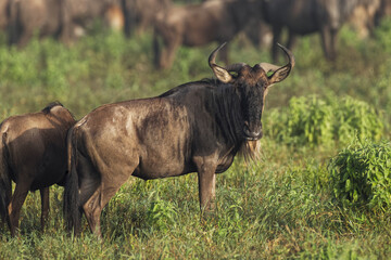 Wildebeest migration Serengeti National Park Tanzania Gnu