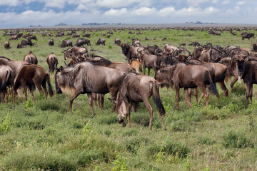 Naklejka na ściany i meble Wildebeest migration Serengeti National Park Tanzania Africa