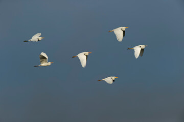 Cattle egret Serengeti National Park Tanzania Africa