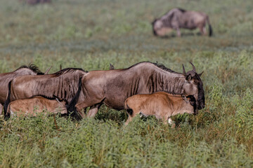 Wildebeest migration Serengeti National Park Tanzania Gnu