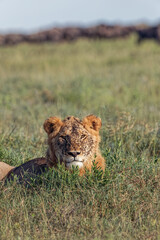 Plakat Lion lying in grass with herd of distant wildebeest Serengeti National Park Tanzania Africa
