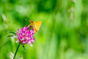Close up of orange moth or orange butterfly feeding on the pollen from a pink wildflower