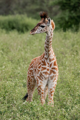 Baby Masai giraffe Serengeti National Park Tanzania Africa