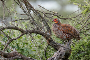 Red-necked spurfowl Serengeti National Park Tanzania Africa