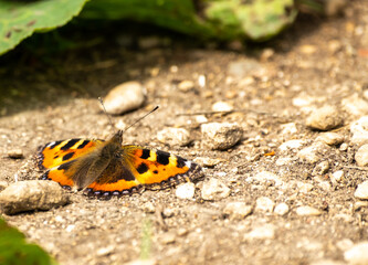 Close up of red admiral butterfly on the ground with out of focus background