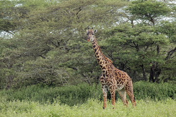 Masai giraffe Serengeti National Park Tanzania Africa
