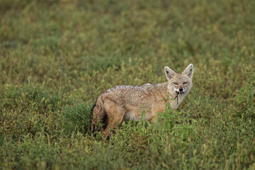 Naklejka na ściany i meble Golden jackal Serengeti National Park Tanzania Africa