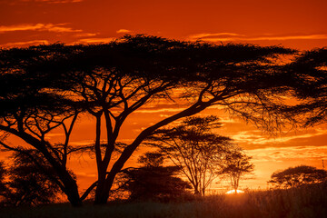 Acacia trees silhouetted at sunset Serengeti National Park Tanzania Africa