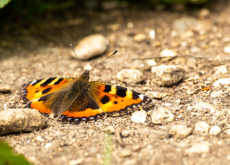 Close up of red admiral butterfly on the ground with out of focus background