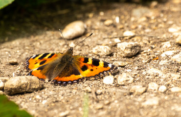 Fototapeta na wymiar Close up of red admiral butterfly on the ground with out of focus background