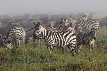 Obraz na płótnie Canvas Burchell's Zebra on foggy morning during migration with wildebeest Serengeti National Park Tanzania Africa