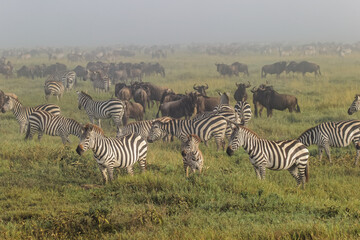 Burchell's Zebra on foggy morning during migration with wildebeest Serengeti National Park Tanzania Africa