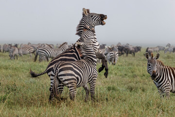 Burchell's Zebra stallions fighting Serengeti National Park Tanzania Africa