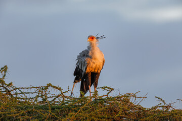 Secretarybird at sunrise Serengeti National Park Tanzania Africa