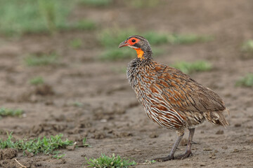 Red-necked spurfowl Serengeti National Park Tanzania Africa