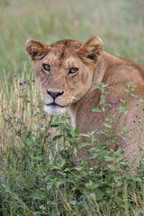 Obraz na płótnie Canvas Adult female Lion Serengeti National Park Tanzania Africa