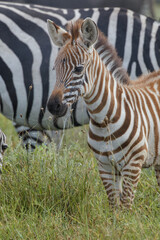 Baby Burchell's Zebra Serengeti National Park Tanzania Africa