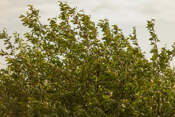 Fruit cherry bush with unripe cherries in strong wind in the garden. Selective focus.