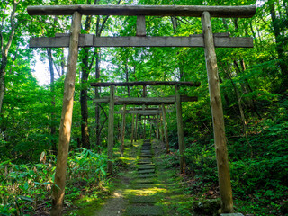 Fototapeta na wymiar Wooden torii gates in an approach to a shrine in forest (Yu shrine, Yahiko, Niigata, Japan)