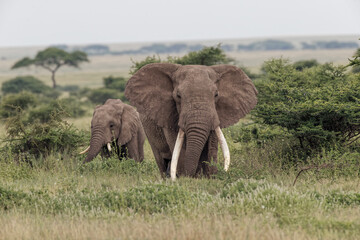 Fototapeta premium Huge bull African elephant Serengeti National Park Tanzania Africa