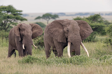 Huge bull African elephant Serengeti National Park Tanzania Africa