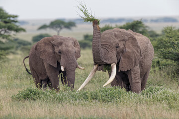Huge bull African elephant Serengeti National Park Tanzania Africa
