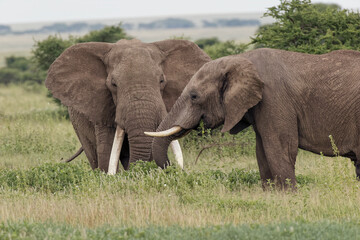 Naklejka na ściany i meble Huge bull African elephant Serengeti National Park Tanzania Africa