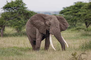 Naklejka na ściany i meble Huge bull African elephant Serengeti National Park Tanzania Africa