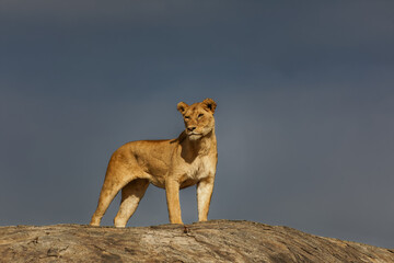 Adult female Lion Serengeti National Park Tanzania Africa