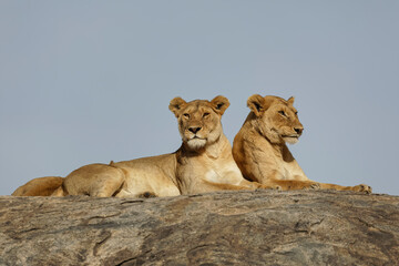 Adult female Lion Serengeti National Park Tanzania Africa