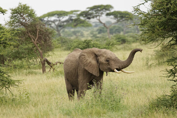 Sub adult African bull elephant Serengeti National Park Tanzania Africa