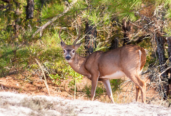 A young male White-tailed Deer (Odocoileus virginianus) at Assateague Island National Seashore, Maryland