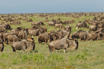 Large wildebeest herd during migration Serengeti National Park Tanzania Africa