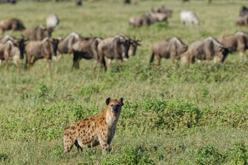 Naklejka na ściany i meble Spotted hyena Serengeti National Park Tanzania Africa