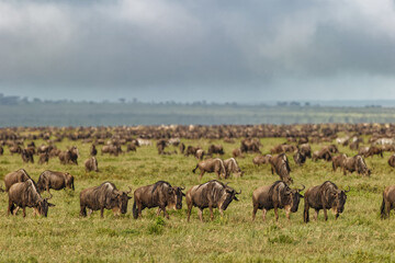 Large wildebeest herd during migration Serengeti National Park Tanzania Africa - obrazy, fototapety, plakaty