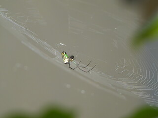 spider on web WEB, GREEN SPIDER