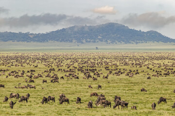 Large wildebeest herd during migration Serengeti National Park Tanzania Africa - obrazy, fototapety, plakaty