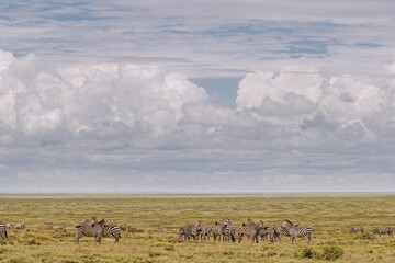 Burchell's Zebras on great plains of the Serengeti Serengeti National Park Tanzania Africa