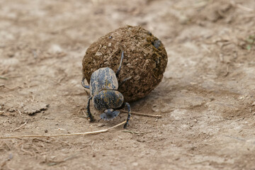 Dung beetle rolling a ball of elephant dung Serengeti National Park Tanzania Africa - obrazy, fototapety, plakaty