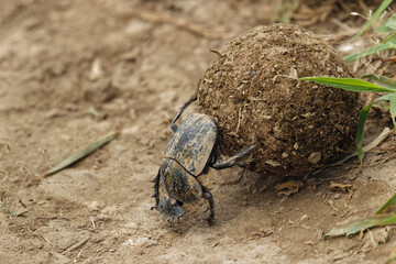 Dung beetle rolling a ball of elephant dung Serengeti National Park Tanzania Africa