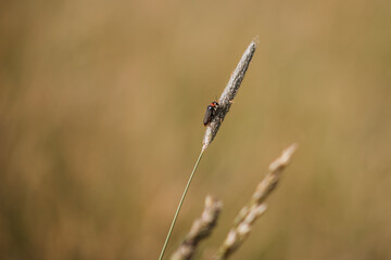 Weichkäfer auf Grashalm
