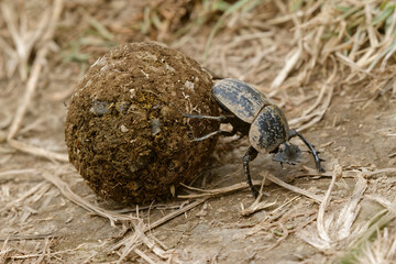 Dung beetle rolling a ball of elephant dung Serengeti National Park Tanzania Africa - obrazy, fototapety, plakaty