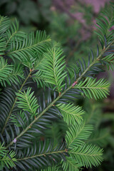 Metasequoia. Plant branch close-up. Green coniferous background, texture. Young, lighter shoots are clearly visible