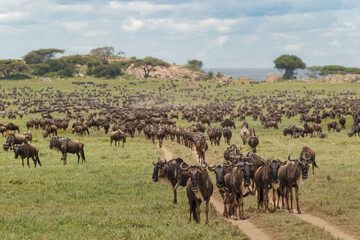 Naklejka na ściany i meble Large wildebeest herd during migration Serengeti National Park Tanzania Africa