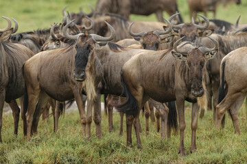 Naklejka na ściany i meble Wildebeest herd during migration Serengeti National Park Tanzania Africa