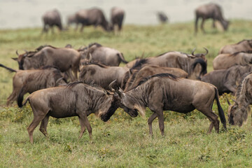 Wildebeest butting heads during migration Serengeti National Park Tanzania Africa - obrazy, fototapety, plakaty