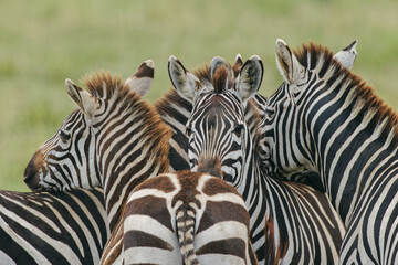 Fototapeta na wymiar Group Burchell's Zebras resting their heads on each other Serengeti National Park Tanzania Africa