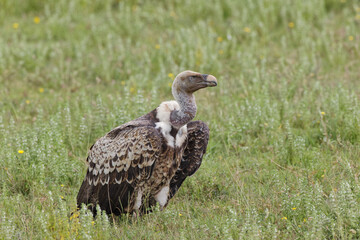 R�ppell's vulture Serengeti National Park Tanzania Africa